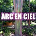 L'arbre arc-en-ciel