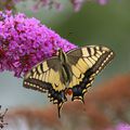 Machaon ... un p'tit tour dans le jardin de mes parents