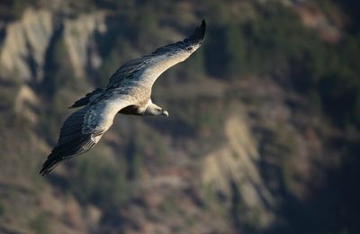 Vautour fauve - Gyps fulvus