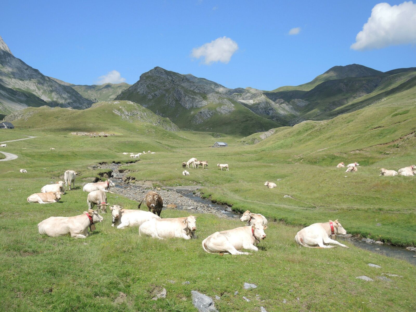 Col du Pourtalet, rando Pombie-Peyreget, cirque d'Anéou, vaches, (64)