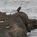 Cormoran gwenadu