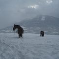 LA NEIGE ENCORE ET ENCORE!!!!!