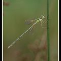 leste barbare - lestes barbarus