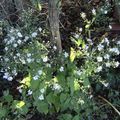 Aster cordifolius  Carole