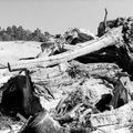 Autres débris dans le sable.