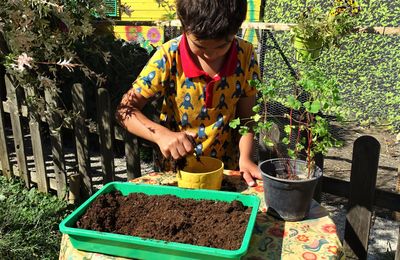 Le rôle des arbres dans la stabilité du sol