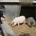 Sortie à la ferme pédagogique