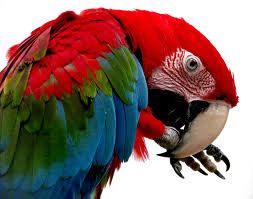 L'ara Choloptere (ara chloroptera)