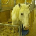 Quelques photos du Salon du cheval de Paris 2006