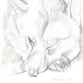 Crayon : Loup assoupit