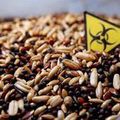 OGM: L'étude qui pourrait les rendre illégaux