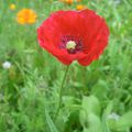 Cueillette au jardin sans canicule