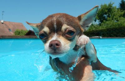 Diva à la piscine 