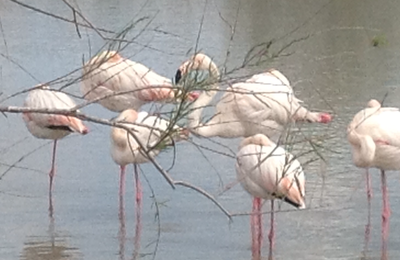 Flamants roses en Camargue