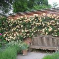Rosa 'Lady Hillingdon', une rose ancienne très parfumée, mise en valeur dans le jardin anglais de l'abbaye de Mottisfont... 
