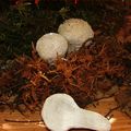 Lycoperdon