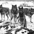 Les loups à Mauprévoir ( 86 - Vienne)