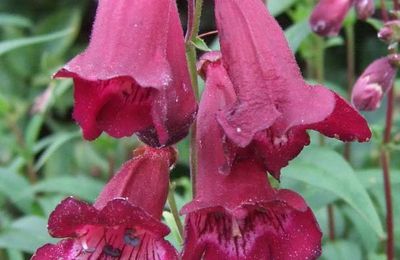 Penstemon 'Burgundy'