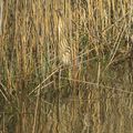 Chasse, pêche, roseaux et camouflage