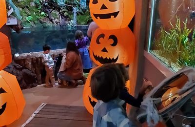 Fleurs et décos de fin Octobre