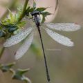 Fin de saison pour les insectes mais la nature