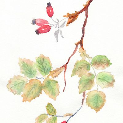 Aquarelle "Cinorhodon de l'églantier"