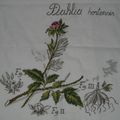SAL DFEA : le Dahlia #15
