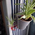 L'hiver peut sembler une saison triste pour les amateurs de plantes.