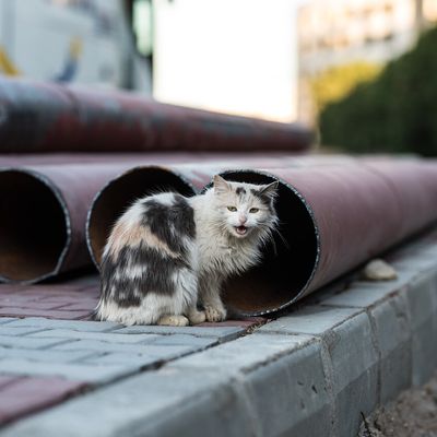 LES CHATS SDF ET L'HIVER