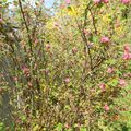 Les arbres en fleurs, enfin.