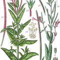 Herbier, les plantes qui soignent - L'Épilobe