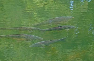 Réunion aquatique ...