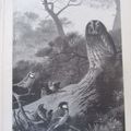 Chasse chouette illustration ancienne sp51