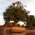 L'arbre et la pirogue