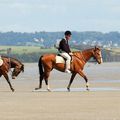 Chevaux en baie du Mont Saint-Michel