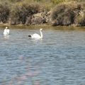 Les oiseaux en camargue