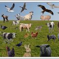 Un carte postale avec tous les animaux de la région !