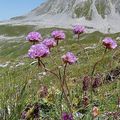 Armérie des Alpes