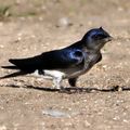 Hirondelle chalybée (Progne chalybea)