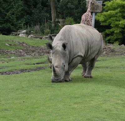 ZooParc de Beauval - 3