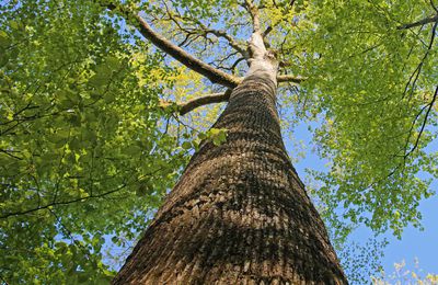 LES ARBRES D'EXCEPTION DU DEPARTEMENT DES VOSGES, petit recensement personnel non exhaustif... 10 novembre 2020.