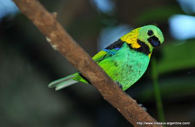 Calliste à tête verte - Photos