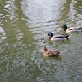 Trois canards se baladent. L'un dit : "coin !" les deux autres : "tiens j'allais dire la même chose" !! 