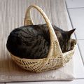 Un chat en panier ça va aussi ?