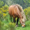 un cheval de la lozere