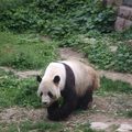 Visite du zoo de Pékin
