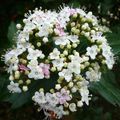 LE BOUQUET DU VENDREDI... LA ROUTE QUI SERPENTE... ET LA CRITIQUE...