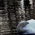 Signe caché ? Le cou du cygne