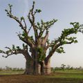 Huile de baobab