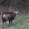 chamois